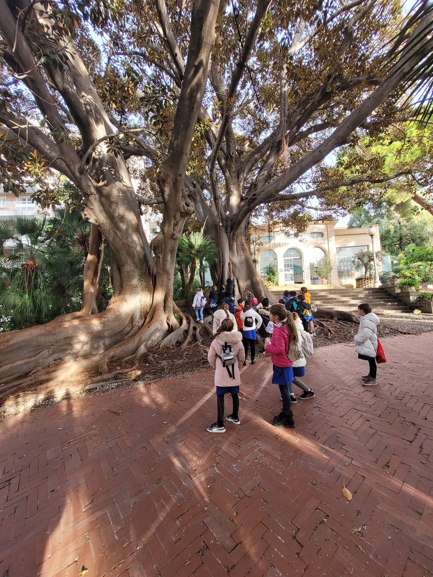 Nuovi alberi nei vasi